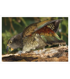 Kea, the endangered NZ alpine parrot: Card