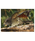Kea, the endangered NZ alpine parrot: Card