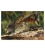 Kea, the endangered NZ alpine parrot: Card