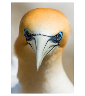 Gannet Gaze: Card