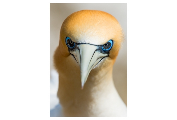 Gannet Gaze: Card