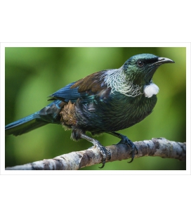 Classic Tui: Card