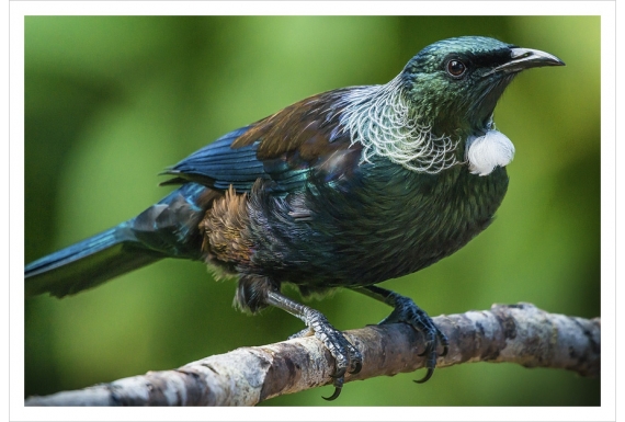 Classic Tui: Card