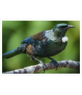 Classic Tui: Card
