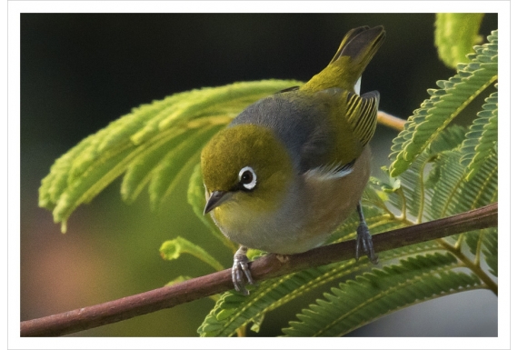 Waxeye on Wattle Card