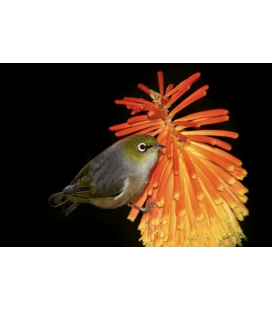 Waxeye on Red Hot Poker