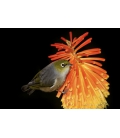 Waxeye on Red Hot Poker
