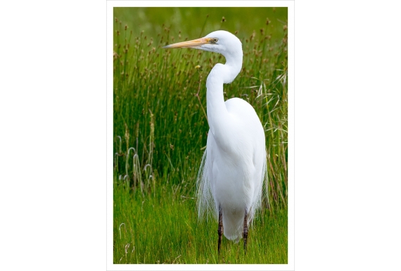White Heron, Kotuku: Card