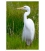 White Heron, Kotuku: Card