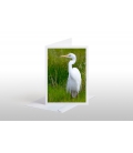 White Heron, Kotuku: Card