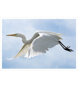 White Heron, Kotuku: Card