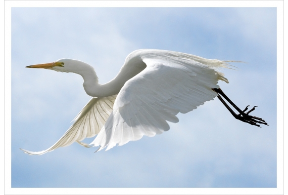 White Heron, Kotuku: Card