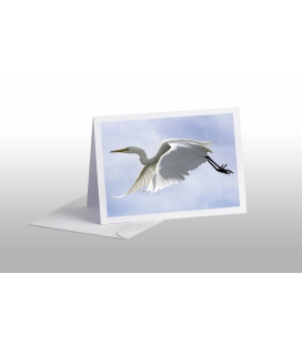 White Heron, Kotuku: Card