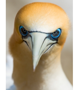 Gannet Gaze