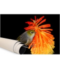 Waxeye on Red Hot Poker