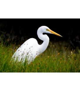 Kotuku, the Mystical White Heron