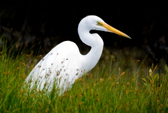 Kotuku, the Mystical White Heron