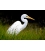 Kotuku, the Mystical White Heron
