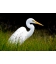 Kotuku, the Mystical White Heron