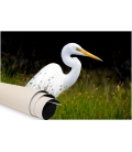 Kotuku, the Mystical White Heron