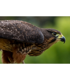 Karearea, endangered native NZ Falcon