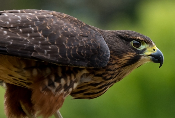 Karearea, endangered native NZ Falcon