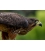 Karearea, endangered native NZ Falcon