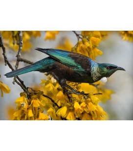 Tui and Spring Kowhai