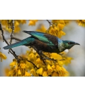 Tui and Spring Kowhai