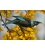 Tui and Spring Kowhai