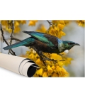 Tui and Spring Kowhai