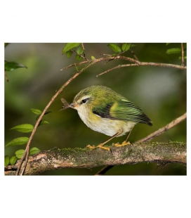 Rifleman, NZ's Smallest Bird