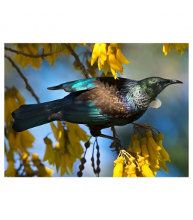 Tui in Kowhai, Dappled Light