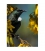 Tui in Kowhai, Point Wells - 2 LEFT