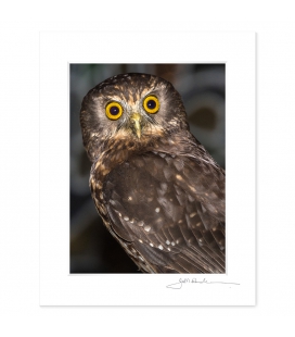 Morepork, Ruru: 6x8 Matted Print