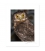 Morepork, Ruru: 6x8 Matted Print