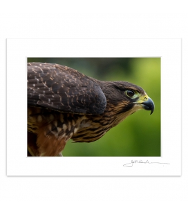 New Zealand Falcon, Karearea: 6x8 Matted Print