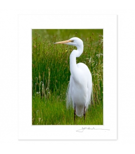 White Heron, Kotuku: 6x8 Matted Print