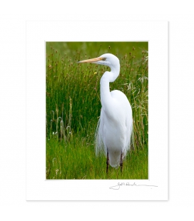 White Heron, Kotuku: 6x8 Matted Print