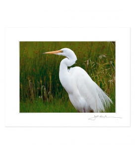Kotuku, the White Heron: 6x8 Matted Print