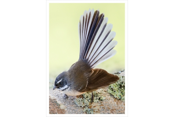 New Zealand Fantail: Card
