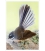 New Zealand Fantail: Card