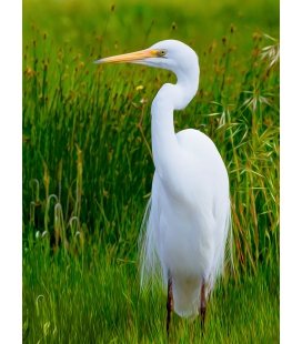 White Heron Kotuku