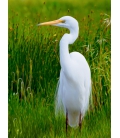 White Heron Kotuku