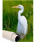 White Heron Kotuku