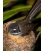 Fantail with Chicks