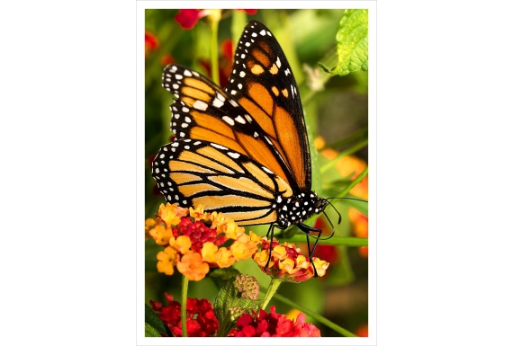 The Monarch Butterfly: Card