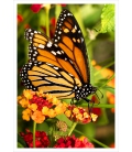 The Monarch Butterfly: Card