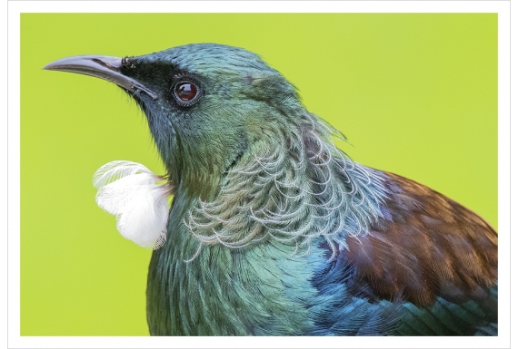Tui Portrait: Card