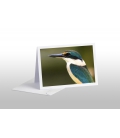 Sacred Kingfisher: Card